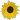 Sonnenblume als Symbol für Lebensfreude